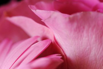 Fototapeta na wymiar closeup of pink rose