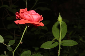 Fresh rose flowers in nature