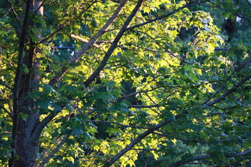 Sunlight through leaves