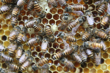 bees on honeycomb