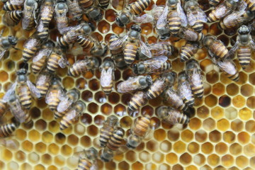 Honey bees swarming on honeycomb.