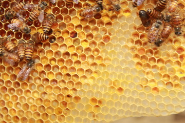 Honey bees swarming on honeycomb.