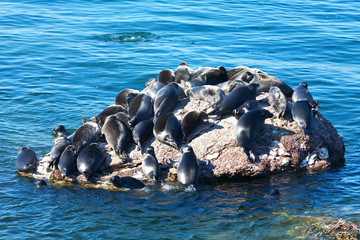 Lake Baikal in the summer. A colony of wild Baikal seals or nerpas rests on a small stone islet among blue waters near Ushkany Island on a sunny August day