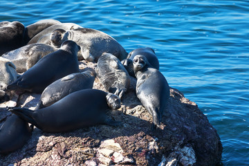 Lake Baikal on a summer day. A group of wild pinnipeds, the famous Baikal seal, basks in the sun on...