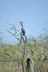 comical cormorant and anhinga birds