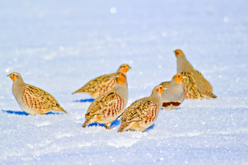 Winter and partridges. Winter nature background. Grey Partridge. Perdix perdix.