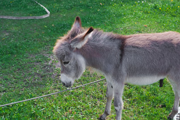 Donkey eating grass in the garden in summer day. Zoo