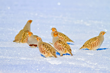 Winter and partridges. Winter nature background. Grey Partridge. Perdix perdix.