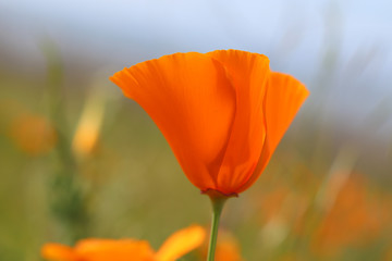California Golden Poppies blooming wild in a field during 'super bloom', California, USA