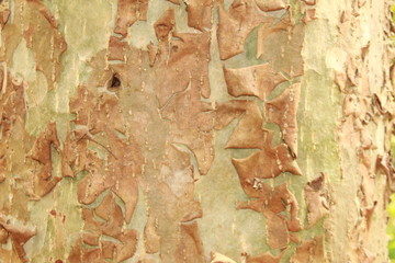 Grunge tree bark background