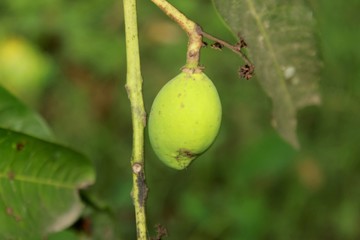 mango on tree
