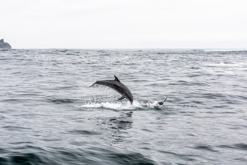 Common bottlenose dolphin in Atacama Desert coast at Chañaral Island. Jumping dolphins playing during a boat trip at Chilean Atacama Desert, an amazing sea wild life to enjoy on a wild environment