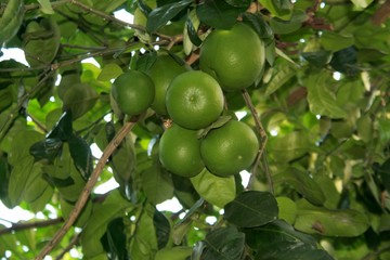 Fresh green pomelo grapefruit