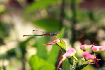 red dragonfly
