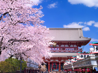 桜が満開の浅草寺