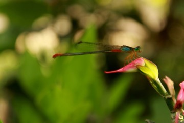 dragonfly on flower