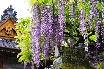 満開の花が美しい黒木の大藤