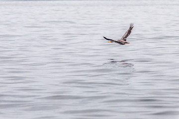 A wonderful Red Legged Cormorant flying above Chanaral Island National Park sea waters at North of Chile inside Atacama Desert and amazing place for seeing sea bird wild life inside a wild environment