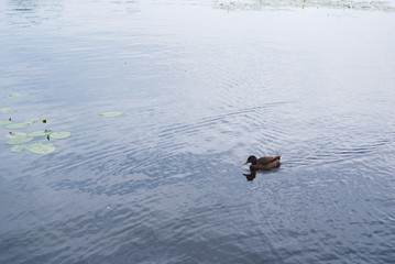 Duck swimming in formation in the clear blue lake in summer day