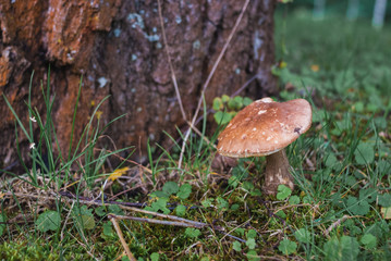 Large boletus in forest, edible mushroom porcini with sun leaks effect. Banner. Copy space.