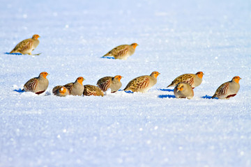 Winter and partridges. Winter nature background. Grey Partridge. Perdix perdix.