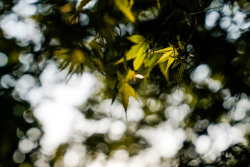 The sunset light fell on the living maple trees