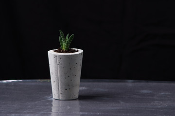 succulent plant in handmade concrete pot in room decoration for cactus lover