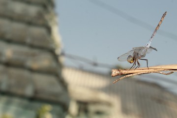 Dragonfly against sky