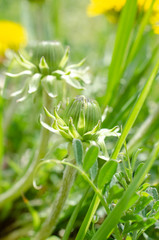 Obraz premium タンポポつぼみ