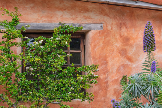 Traditional adobe wall, rustic window, tile roof, purple pride of Madeira flower in full bloom against wall painted with wide brush strokes in warm light brown color