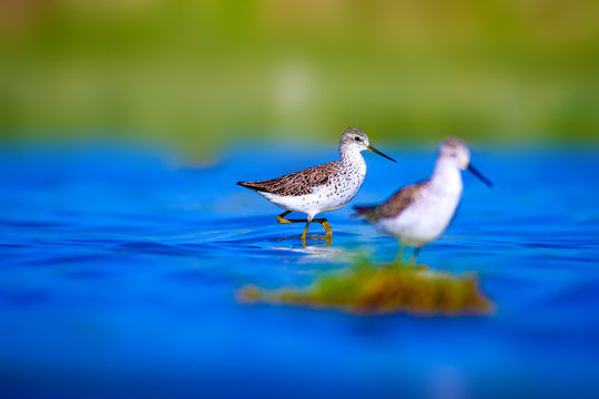Water and birds. Natural background. Marsh Sandpiper. Tringa stagnatilis.