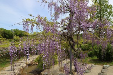かざはやの里　藤まつり