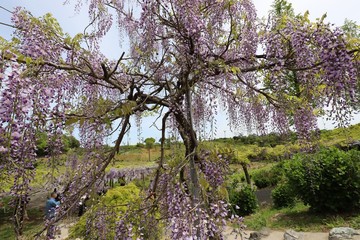 かざはやの里　藤まつり