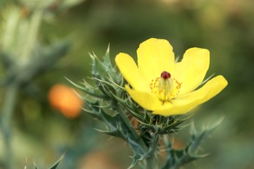 Argemone mexicana (Mexican poppy, Mexican prickly poppy, flowering thistle, cardo or cardosanto).It is an xtremely hardy pioneer plant, it is tolerant of drought and poor soil.