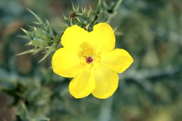 Obraz premium Mexican prickly poppy, flowering thistle