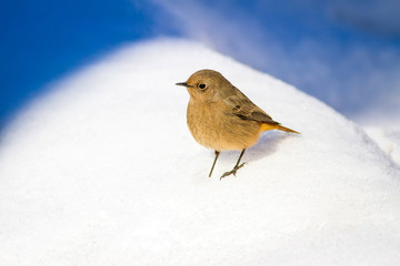 Cute little bird. Cold day. Winter nature background. Bird: Black Redstart. Phoenicurus ochruros.