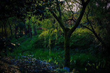 Obraz premium Natural scenery photographed in the park