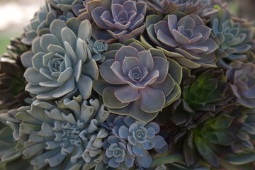 Beautiful cactus on wooden table