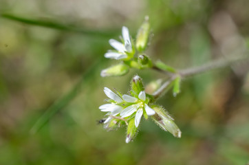 春の小さな白い花