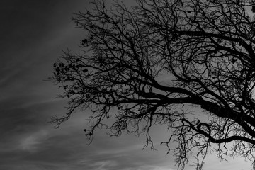 Silhouette dead tree on dark dramatic sky background for scary or death. Halloween night. Hopeless, despair,sad and lament concept. Scary forest. Dramatic horror night on Halloween day background.