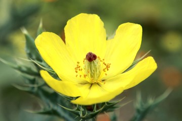 Indian Argemone mexicana or Katkar plant in Odisha, India