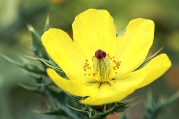 Argemone mexicana (Mexican poppy, Mexican prickly poppy, flowering thistle, cardo or cardosanto)