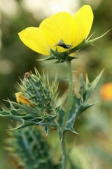 Argemone mexicana (Mexican poppy, Mexican prickly poppy, flowering thistle, cardo or cardosanto)