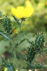 Argemone mexicana (Mexican poppy, Mexican prickly poppy) fruits and flowers.