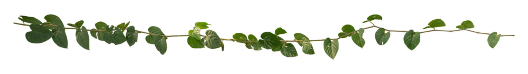 Vine Plant leaves tropic, bush foliage tree isolated on white background have clipping path