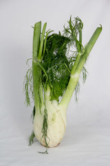 Fennel root plant with branches and leaves