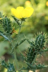 Argemone mexicana (Mexican poppy, Mexican prickly poppy, flowering thistle, cardo or cardosanto).It is an xtremely hardy pioneer plant, it is tolerant of drought and poor soil.