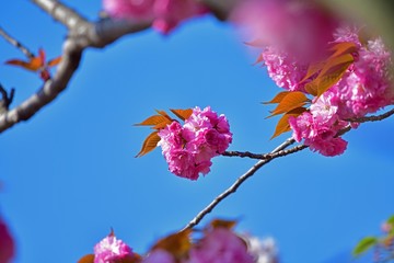 青空バックに咲く満開の八重桜
