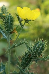 Argemone mexicana (Mexican poppy, Mexican prickly poppy, flowering thistle, cardo or cardosanto).It is an xtremely hardy pioneer plant, it is tolerant of drought and poor soil.