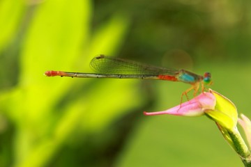 Dragonfly in nature